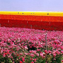 《DUCKSIDE》Steam页面上线 开放世界多人PvPvE冒险