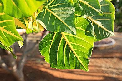 传闻：野蛮人柯南将客串《真人快打》系列新作